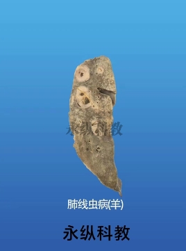 生物标本在生物学研究中的重要性