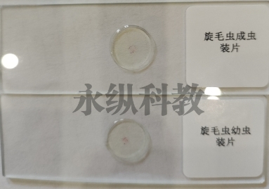 如何进行生物切片的准备样本步骤