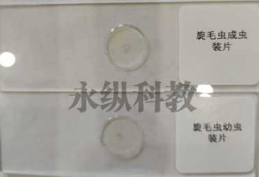 生物切片制备需要哪些步骤