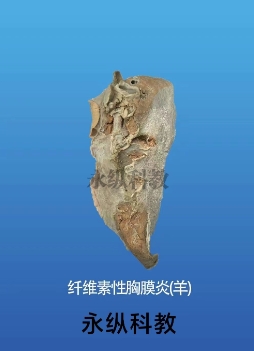 生物标本的制备和保存技巧有哪些