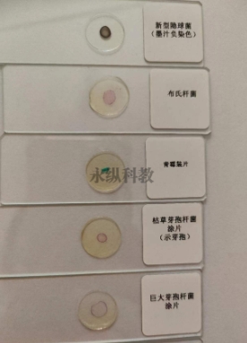 生物切片在医学研究中有何作用