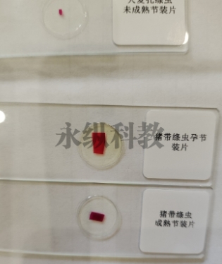生物标本的具体分类