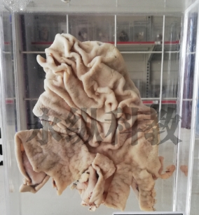生物标本的鉴定方法都有哪些