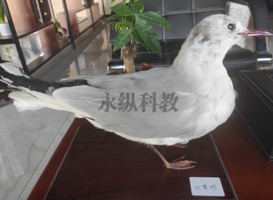 揭秘动物标本的制作及保存方法