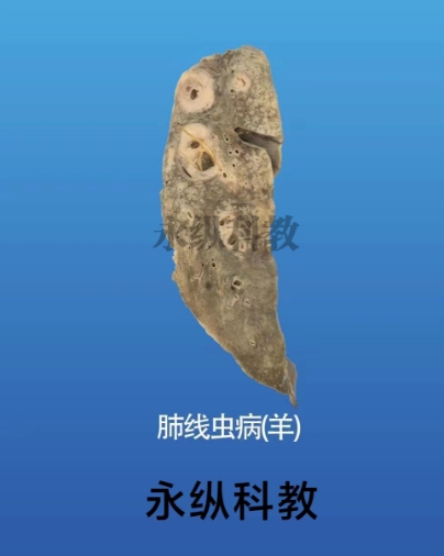 动物标本的优点有哪些