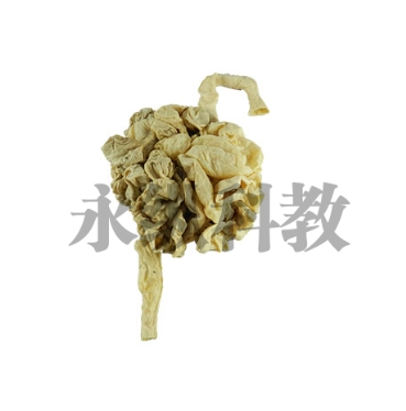 动物塑化标本制作步骤详解