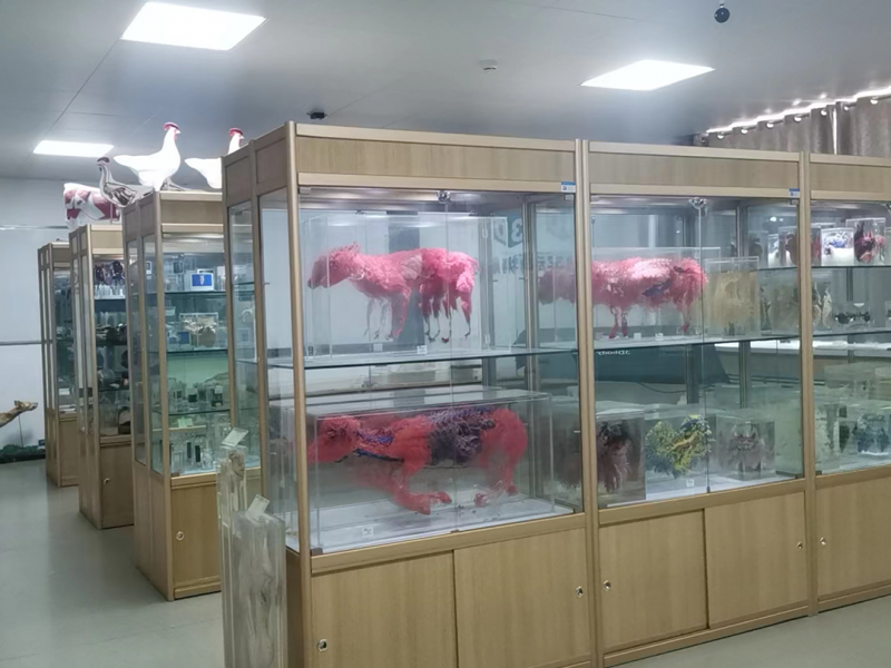 畜牧兽医动物标本馆