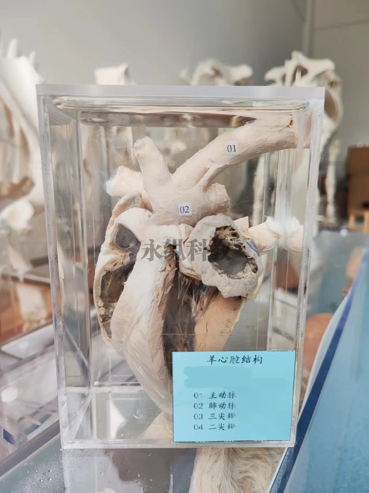 动物解剖浸制标本