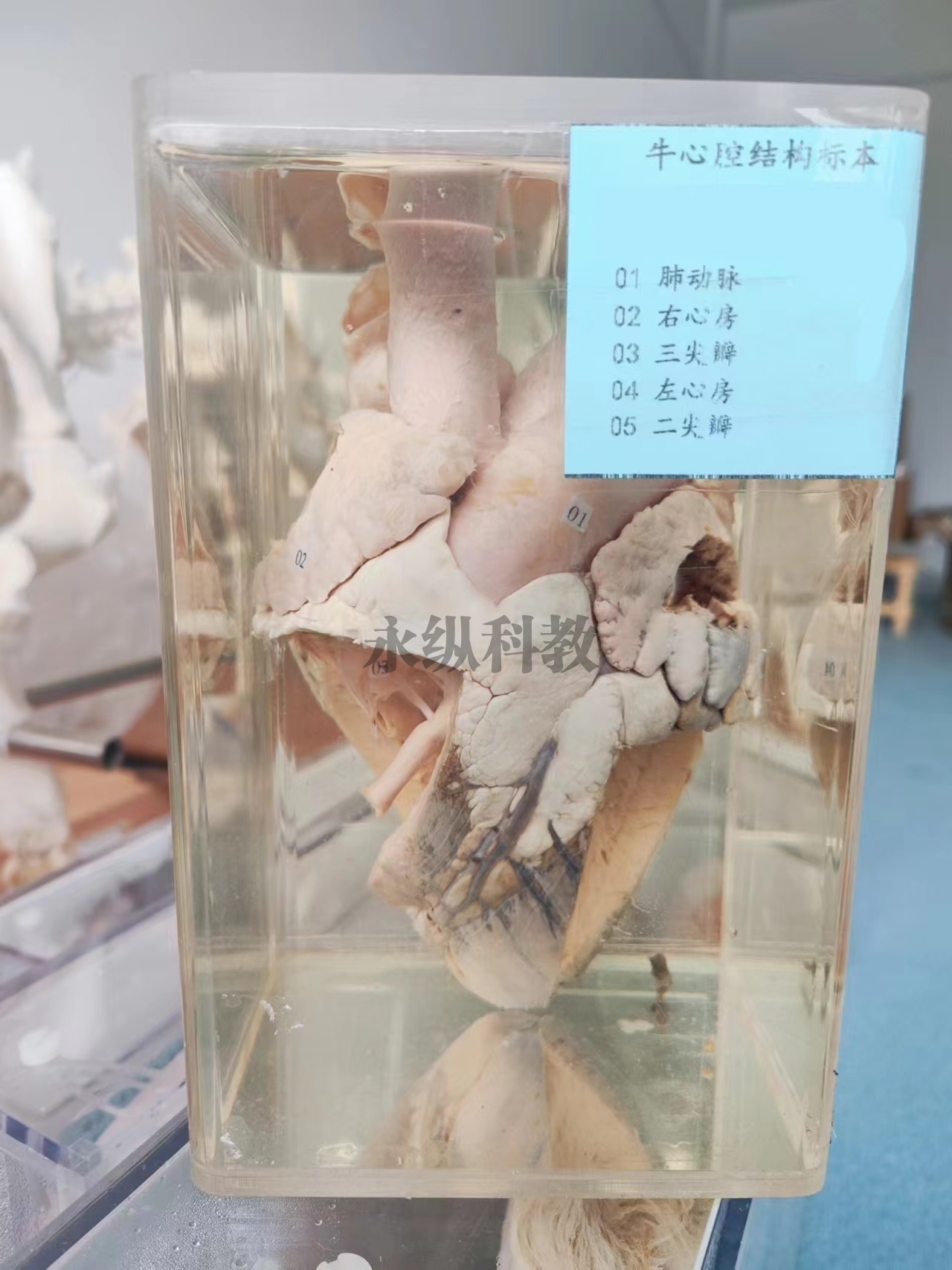 动物解剖浸制标本