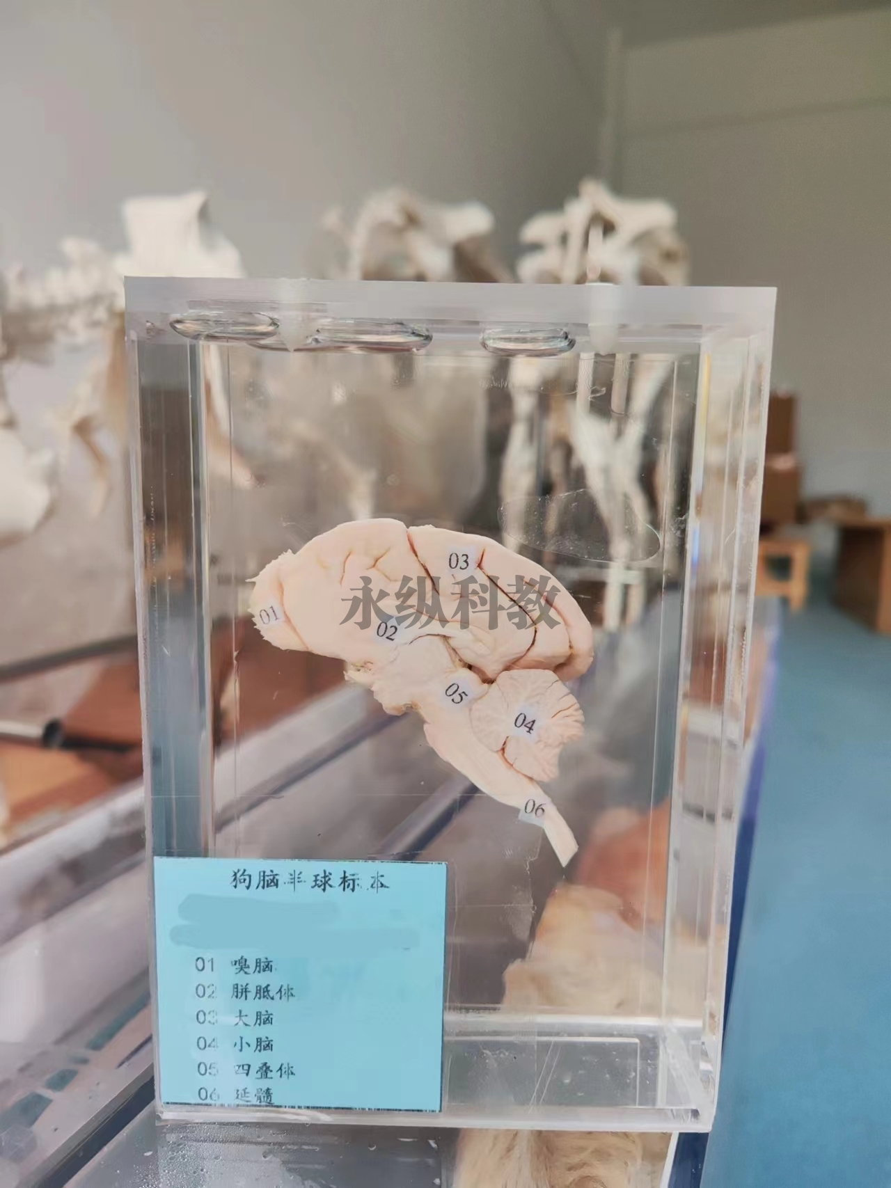 动物解剖浸制标本