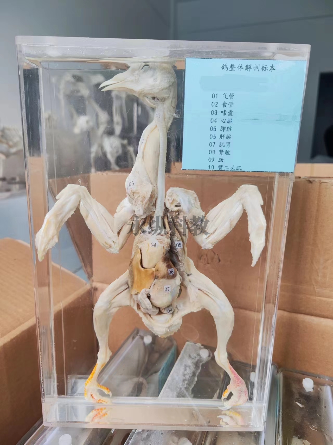 动物整体解剖标本