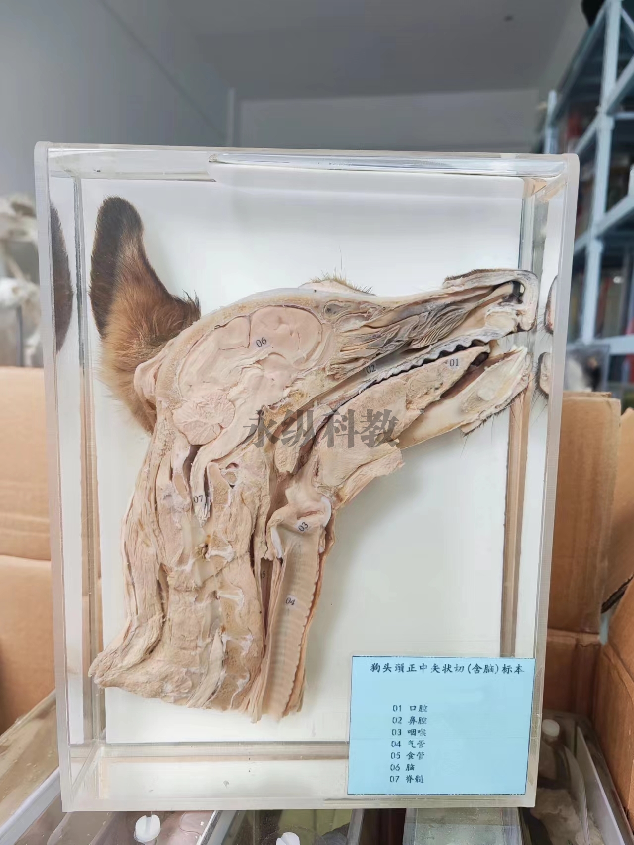 动物解剖浸制标本