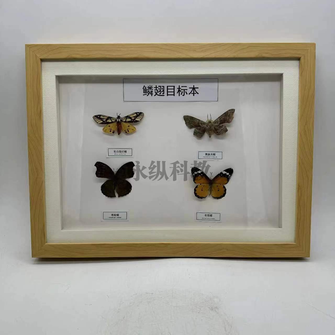 鳞翅目标本