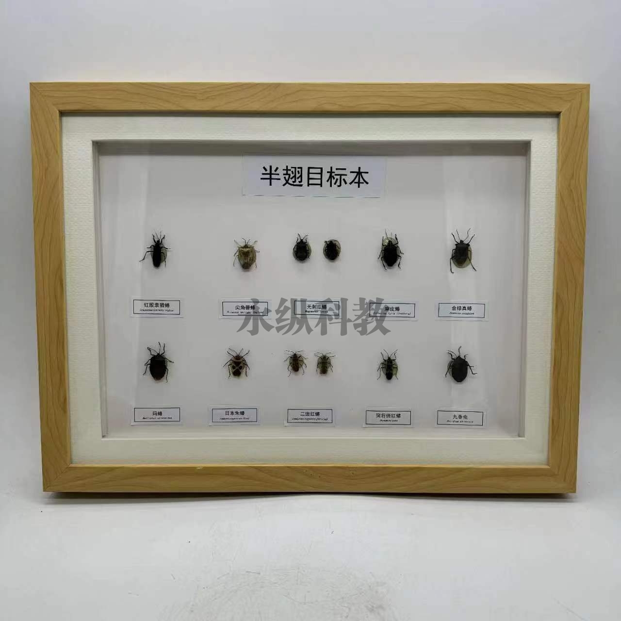 半翅目标本
