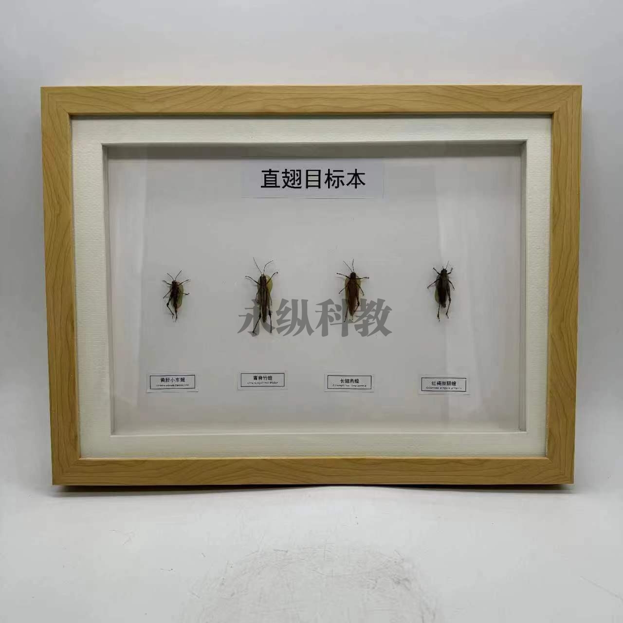 直翅目标本
