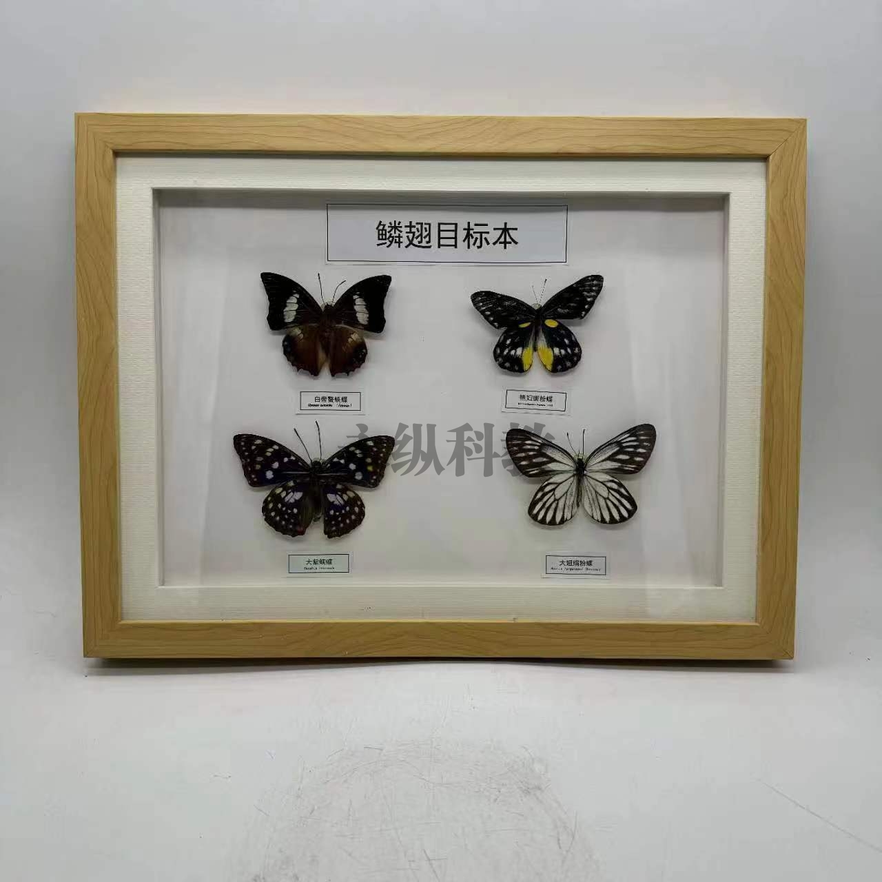 鳞翅目标本