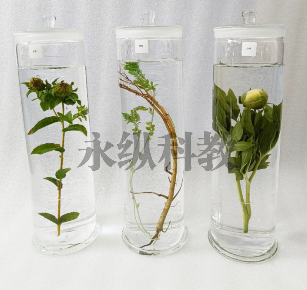 植物浸制标本