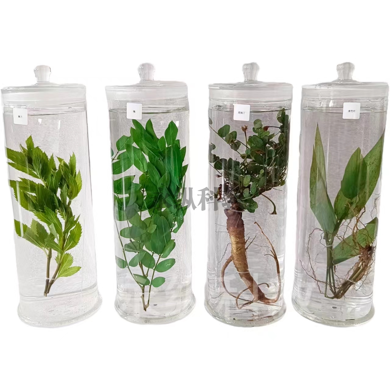 植物浸制标本