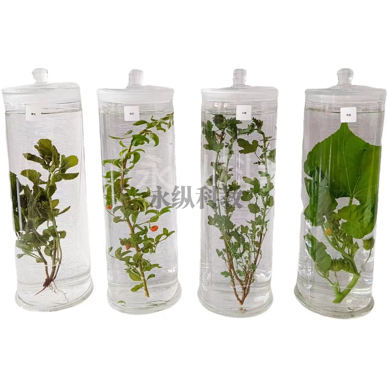 植物浸制标本