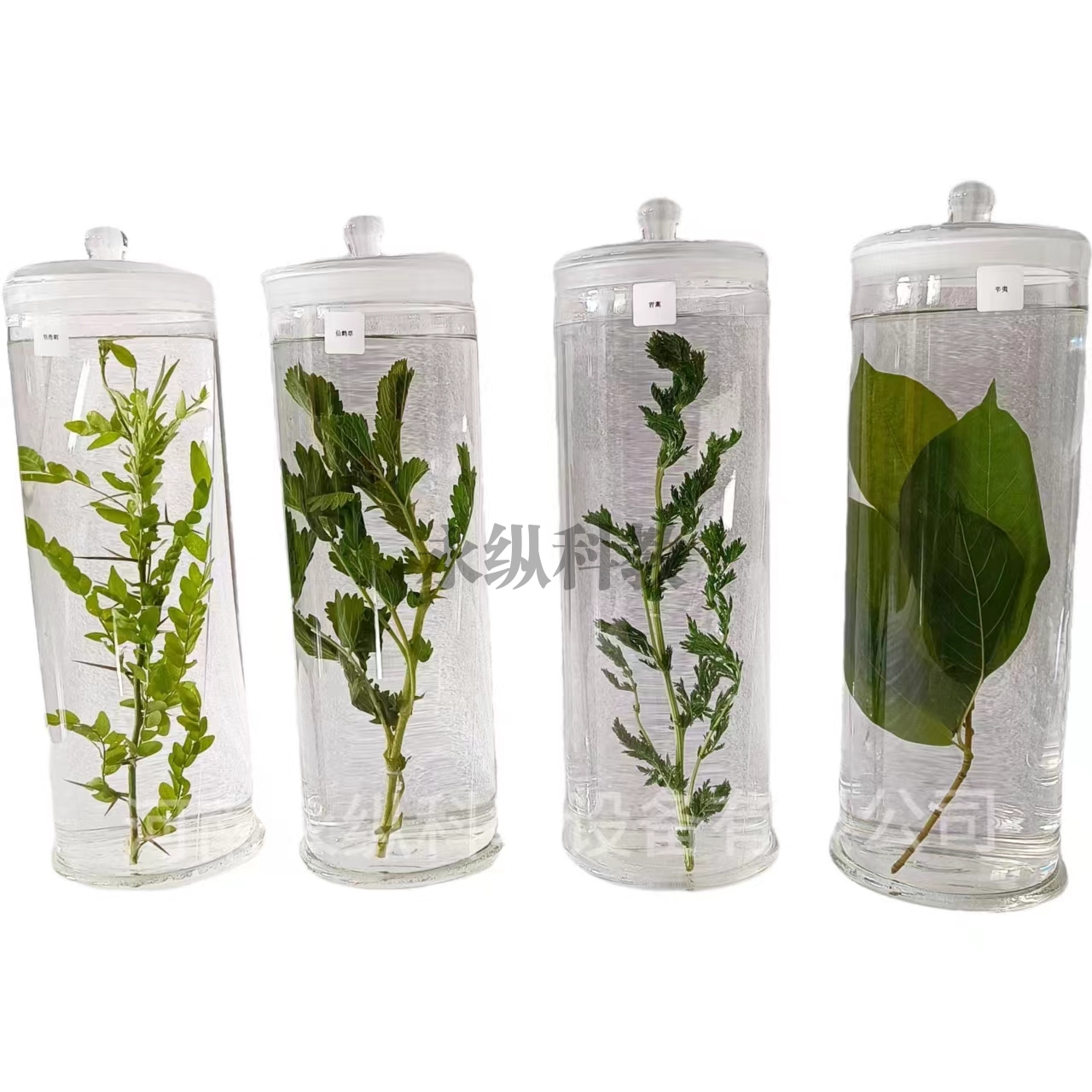 植物浸制标本