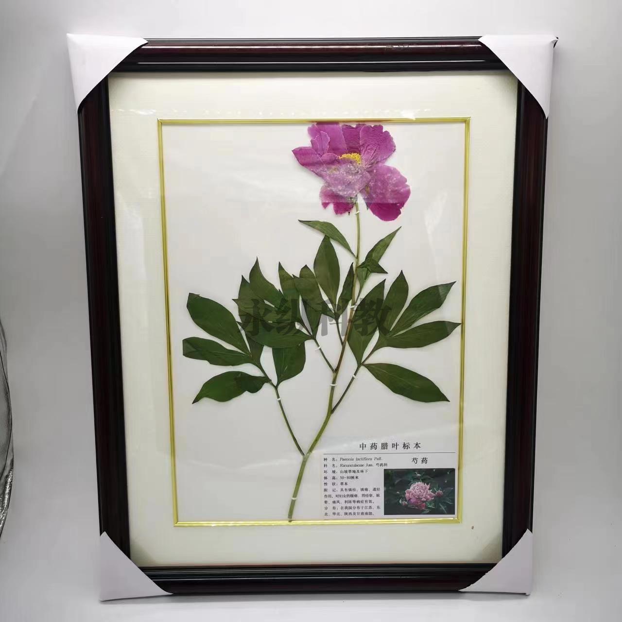 植物腊叶标本