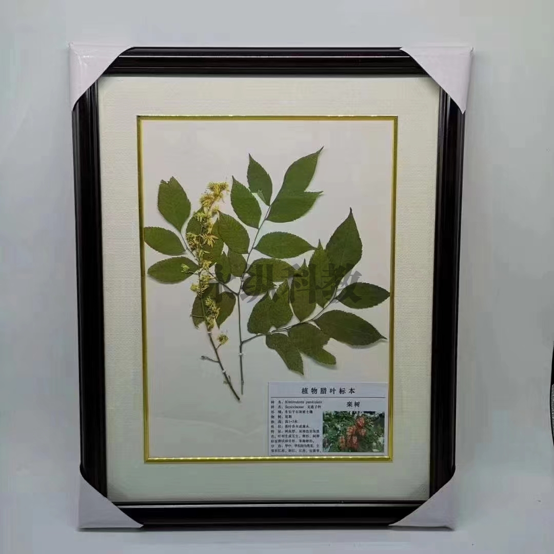 植物腊叶标本