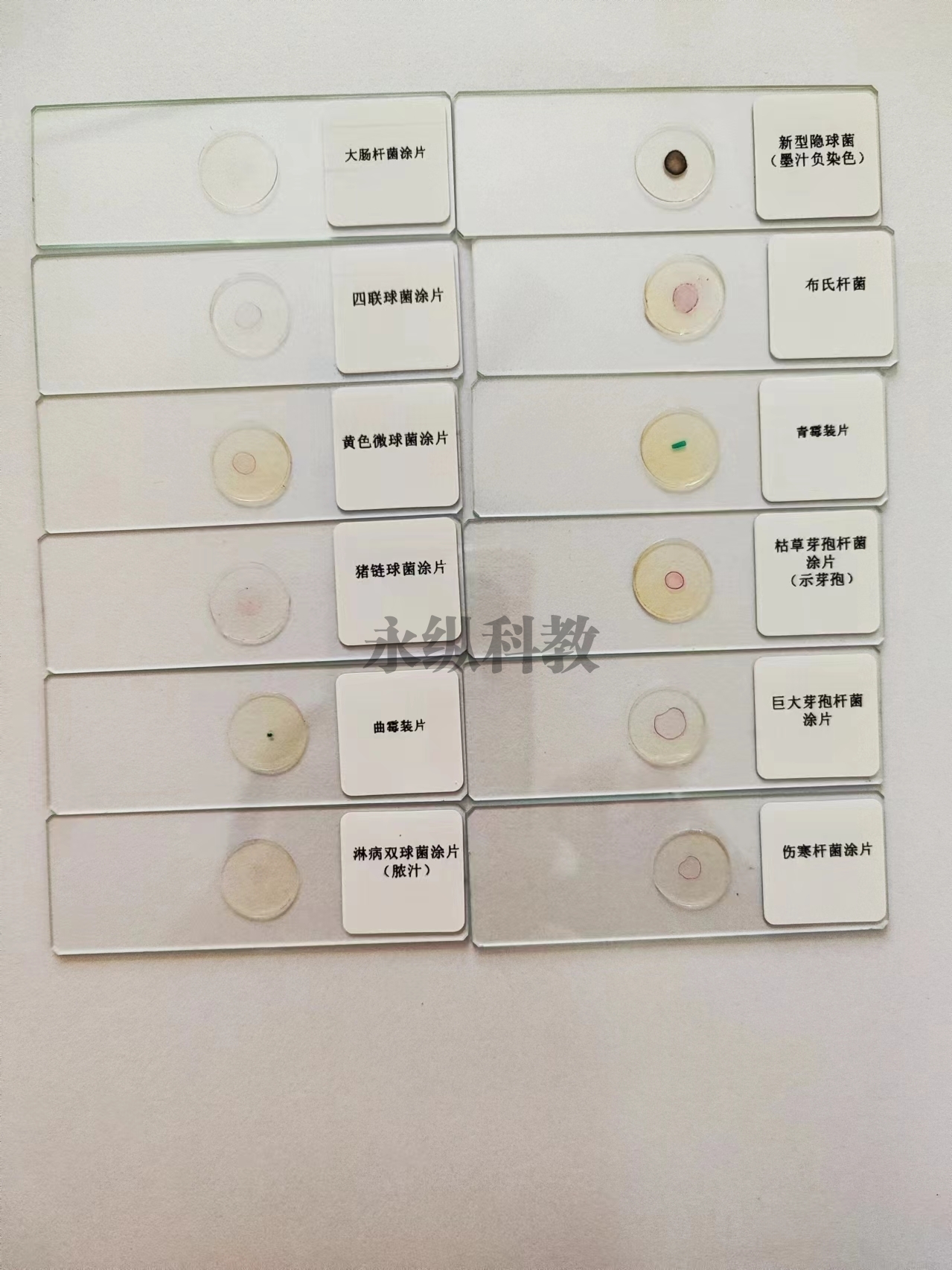微生物切片
