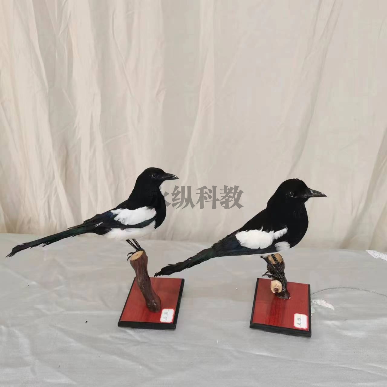 鸟类标本