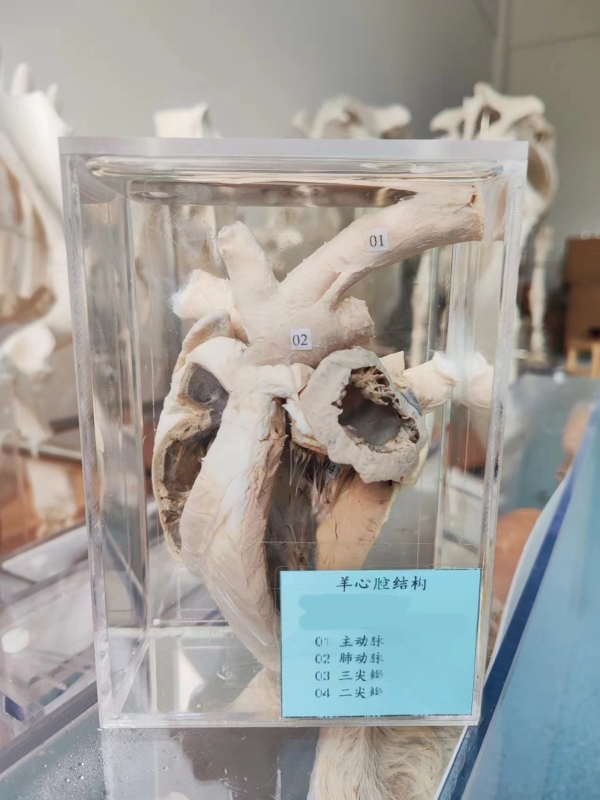 动物解剖浸制标本