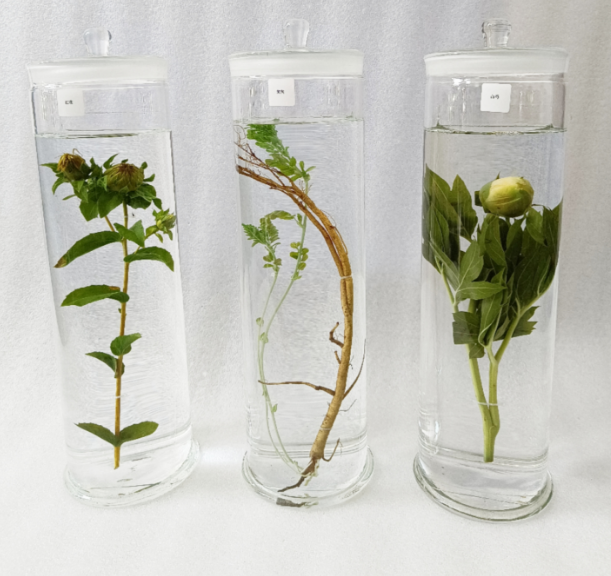 植物浸制标本