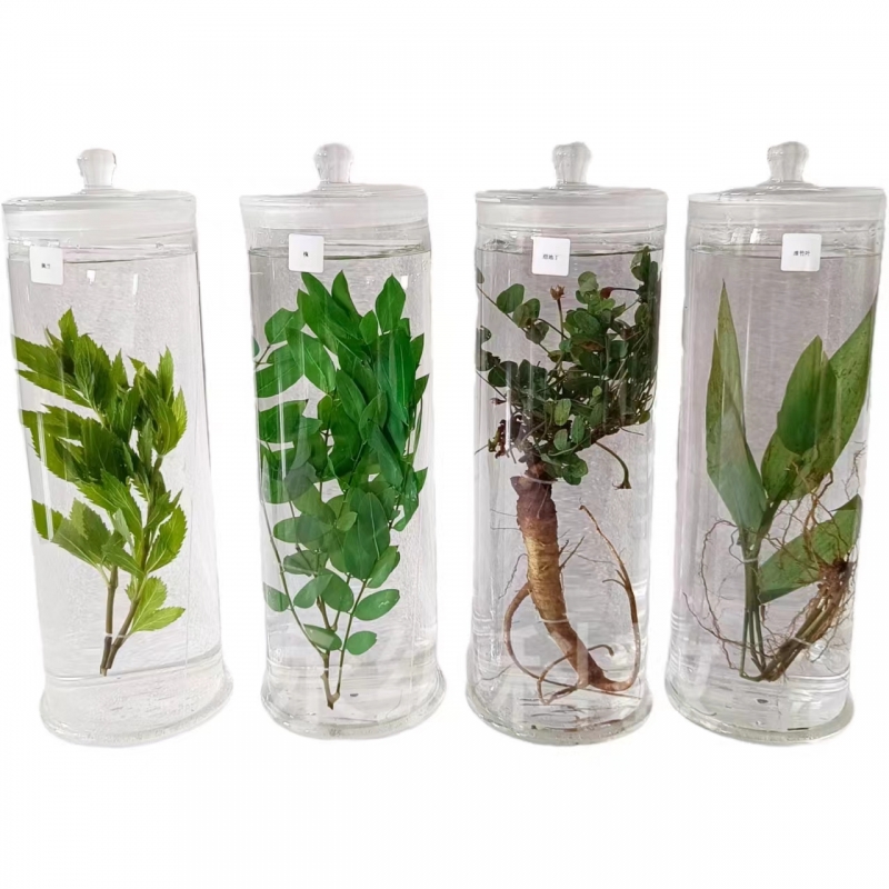 植物浸制标本