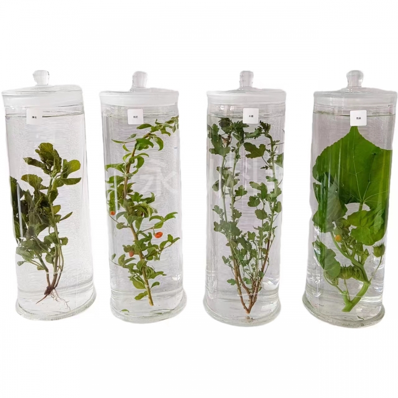 植物浸制标本