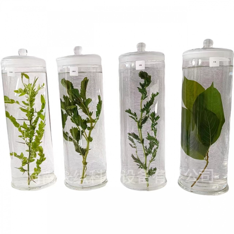 植物浸制标本