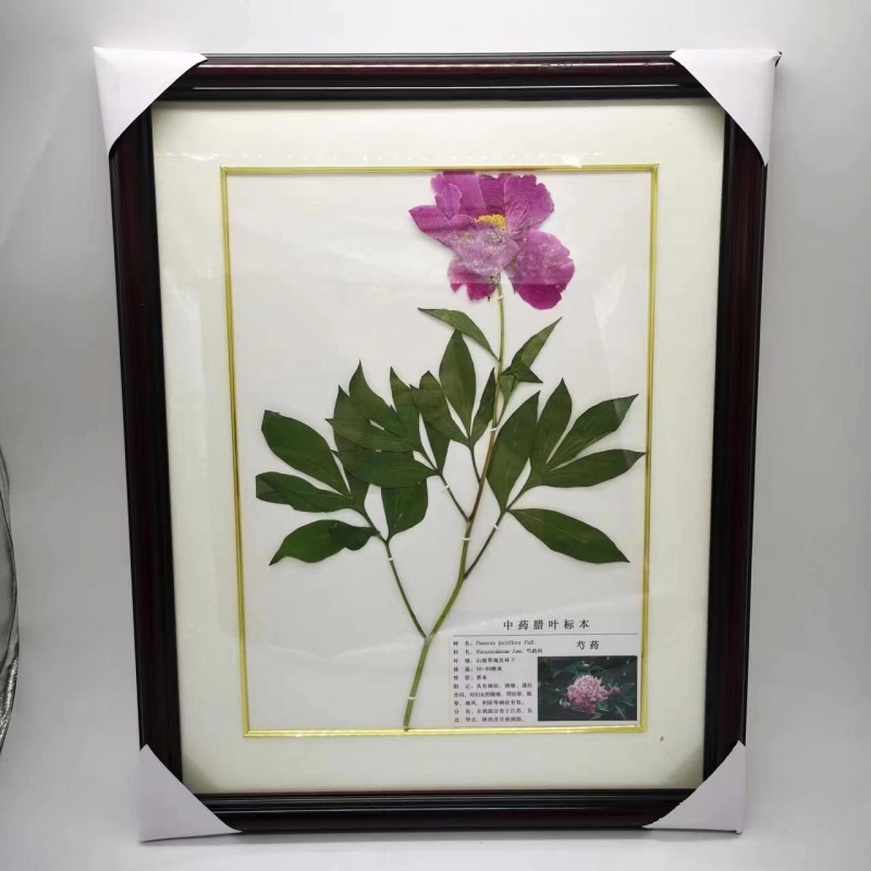植物腊叶标本