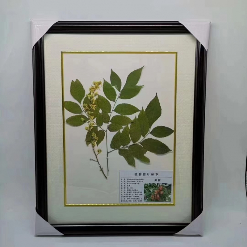 植物腊叶标本