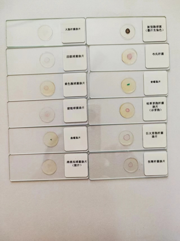 微生物切片