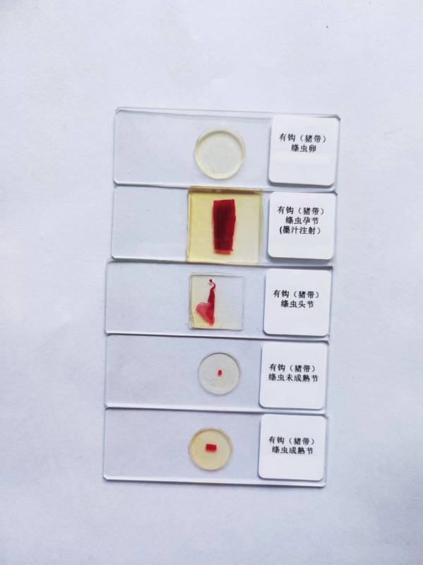 寄生虫切片