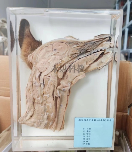 动物浸制标本具体的类型有哪些