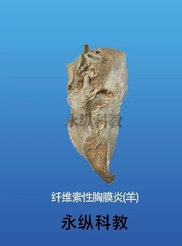 动物标本的优点有哪些