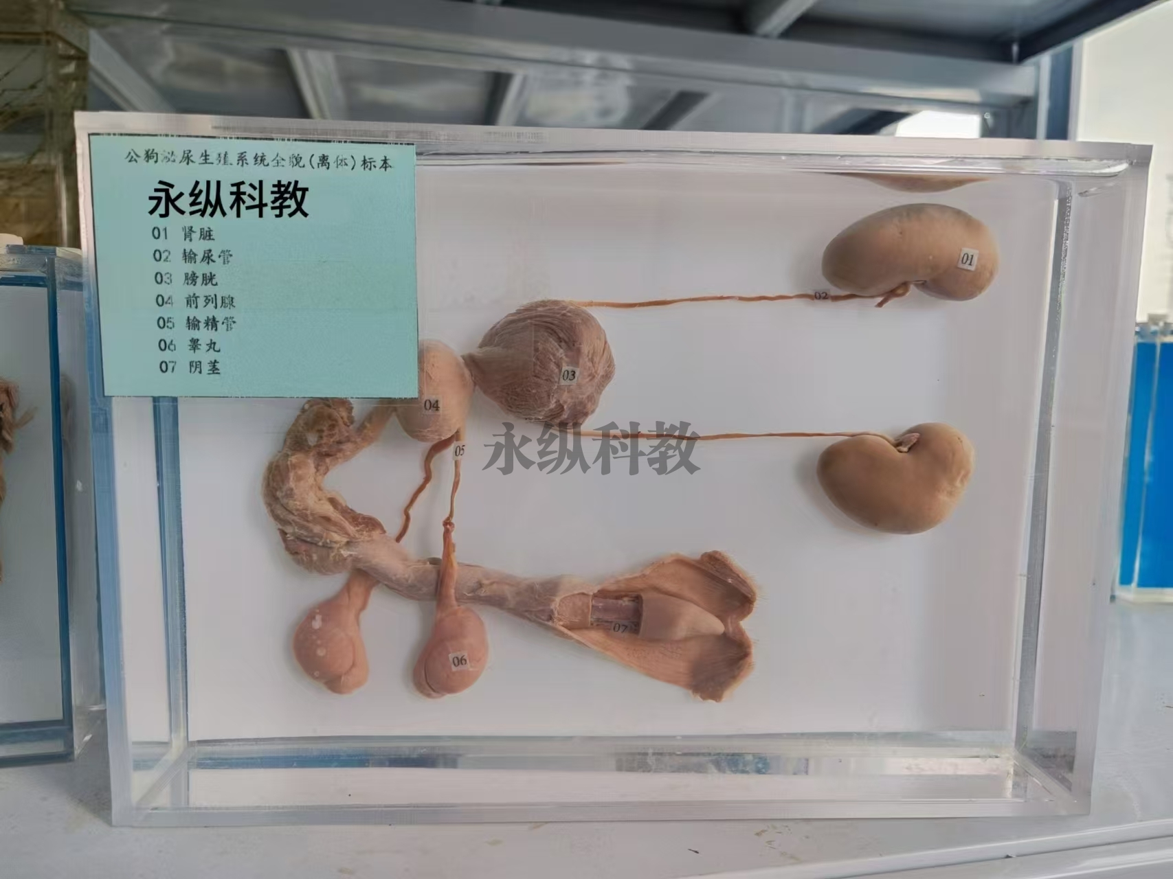 动物解剖浸制标本