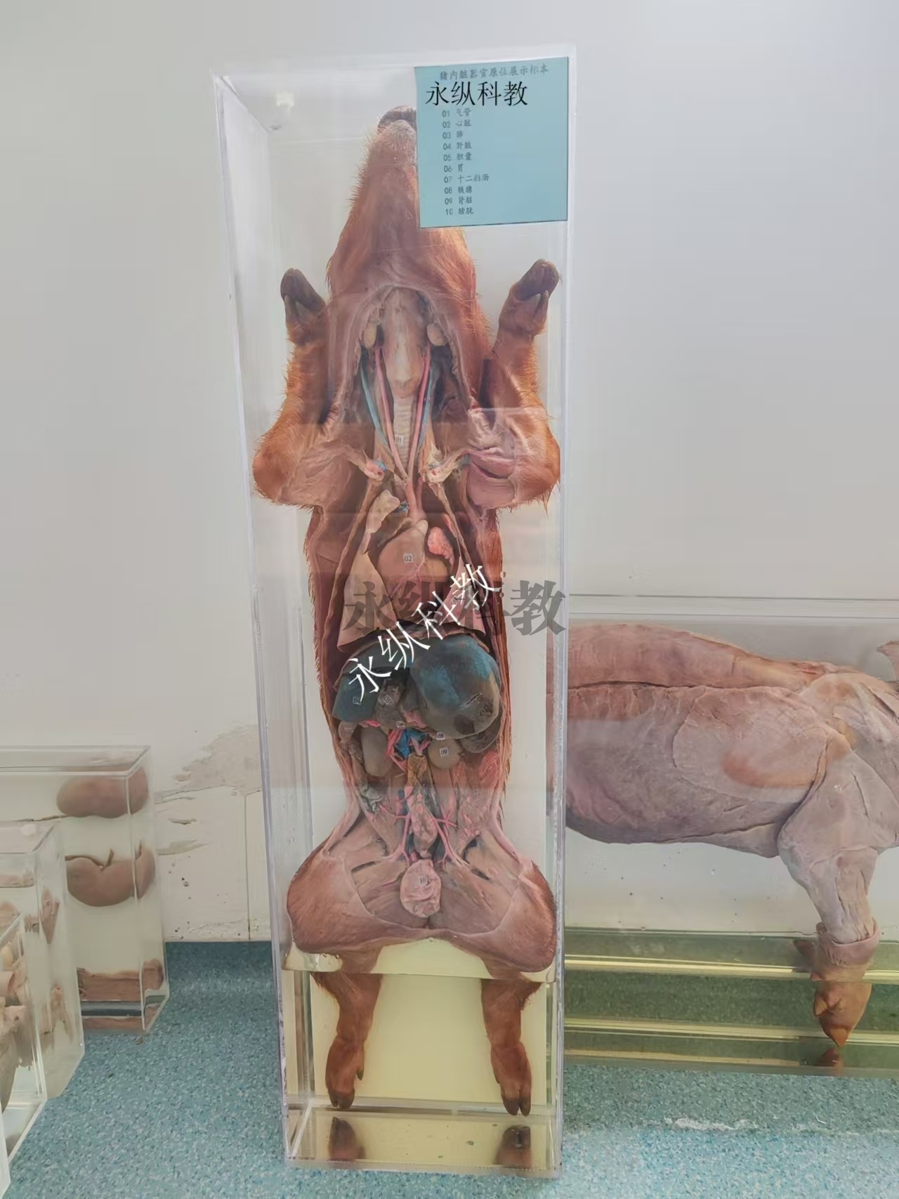 动物整体解剖浸制标本