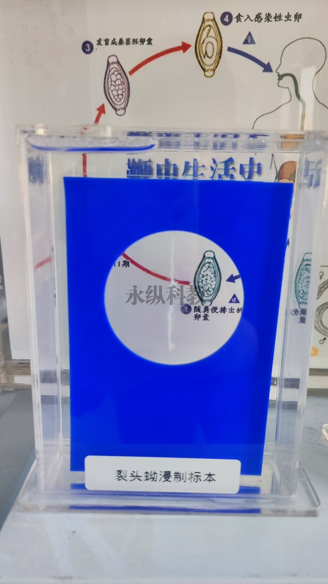 裂头蚴浸制标本