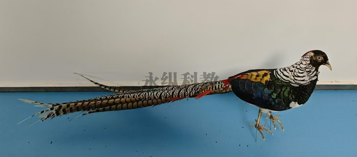 鸟类仿真标本