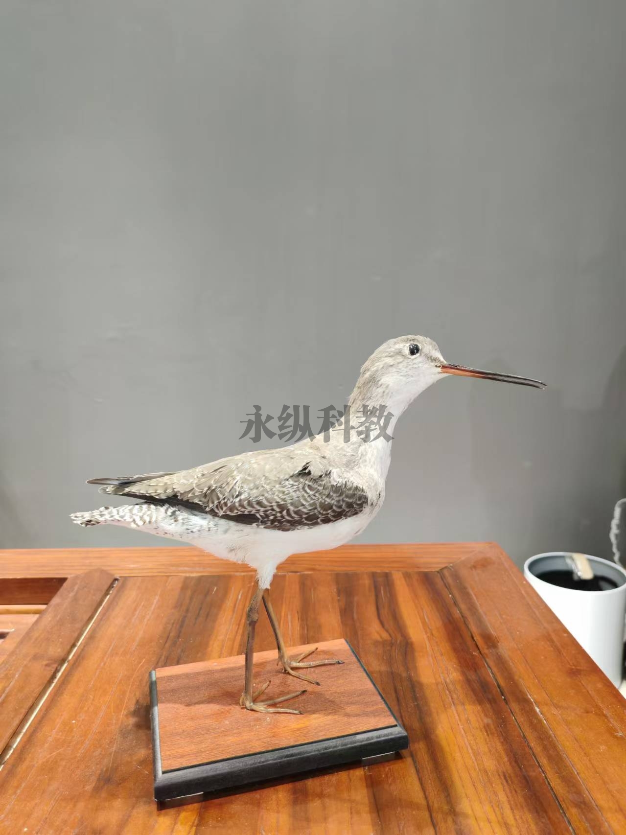 鸟类仿真标本