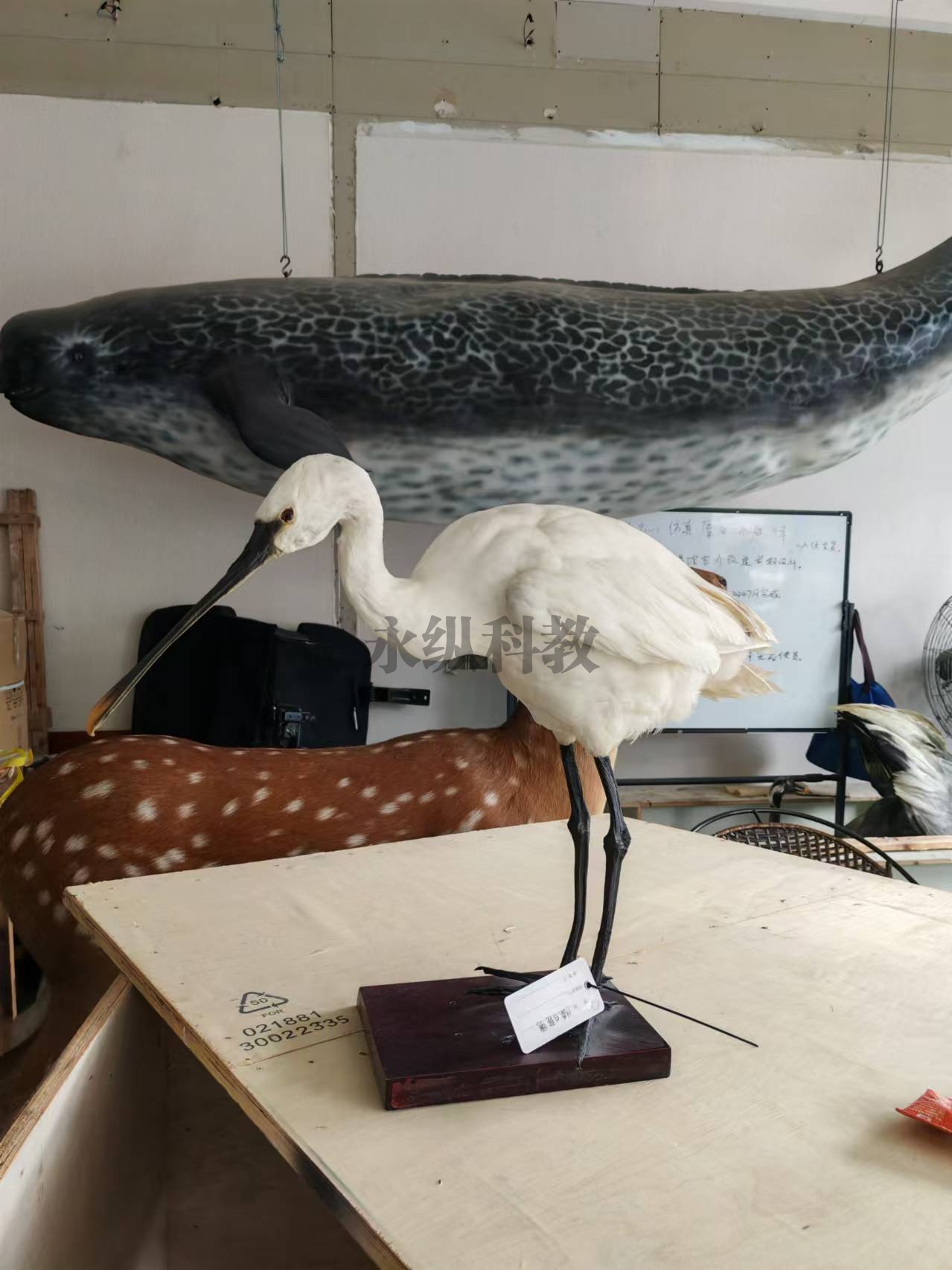鸟类仿真标本