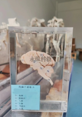 如何分类海洋生物标本