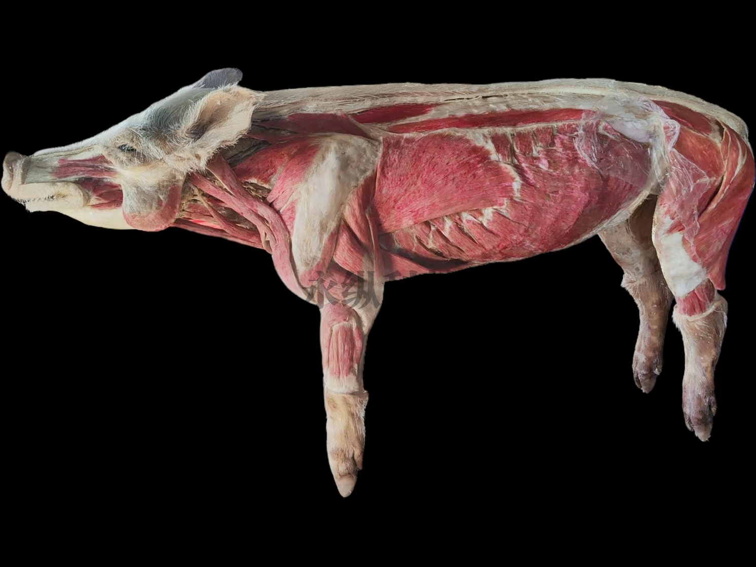猪肌肉塑化标本