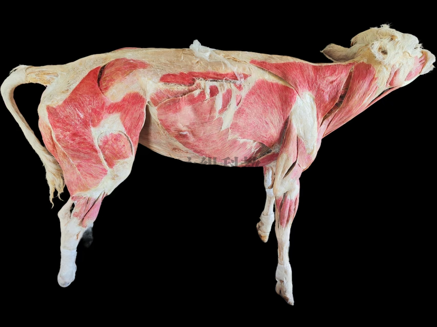 牛肌肉塑化标本