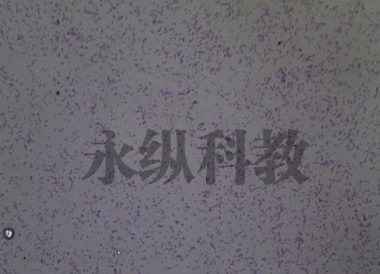 生物切片染色通常包括哪些步骤
