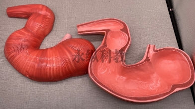 设计动物模型应遵循哪些原则